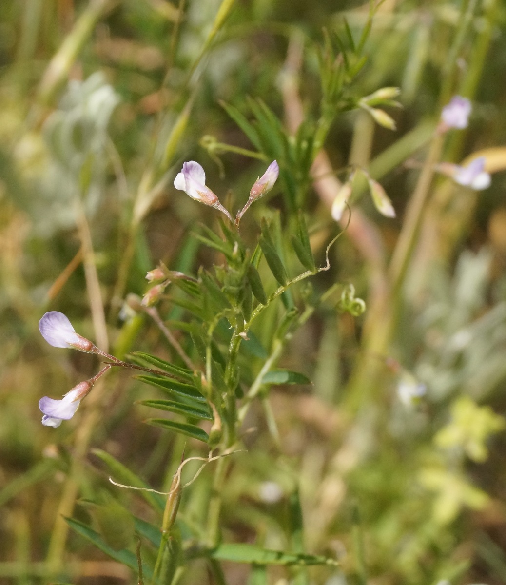 Image of Vicia tetrasperma specimen.