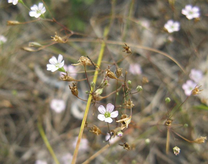 Image of genus Psammophiliella specimen.