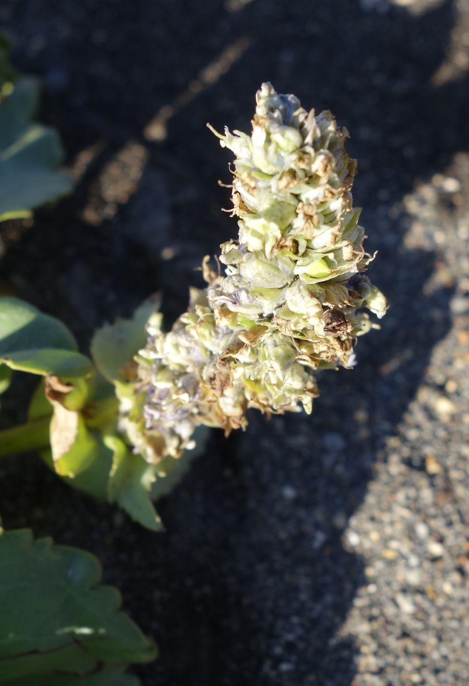 Image of Lagotis glauca specimen.