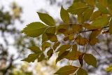 Fraxinus syriaca. Верхушка ветки с листьями в осенней окраске. Израиль, г. Иерусалим, ботанический сад университета. 30.11.2022.