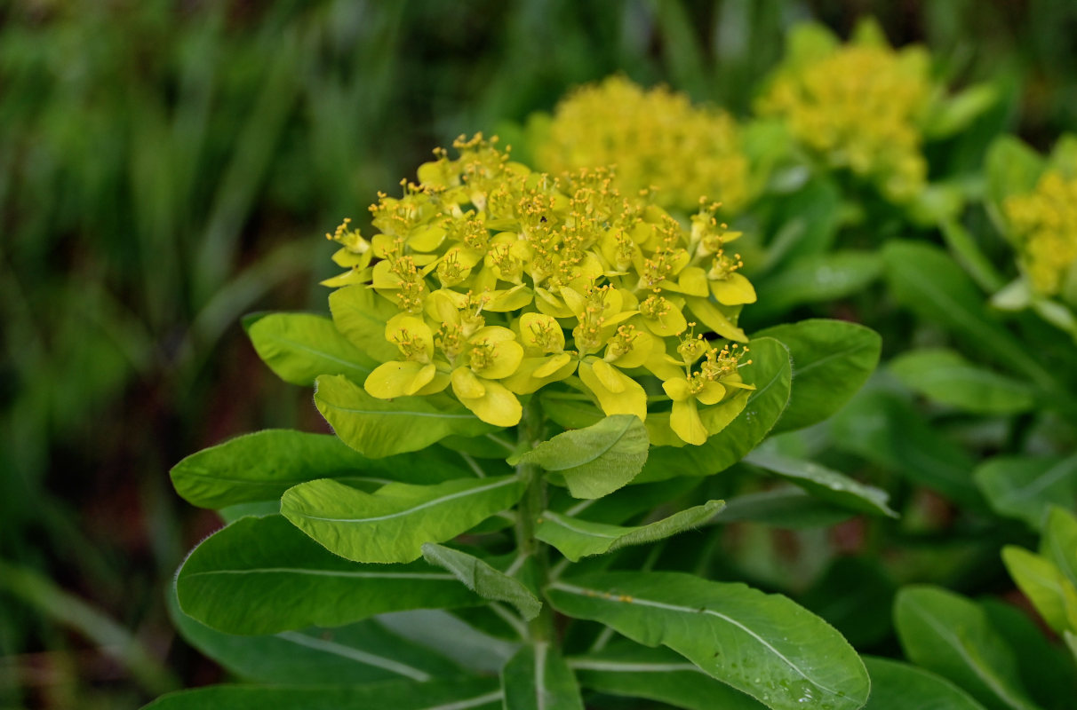 Изображение особи Euphorbia pilosa.