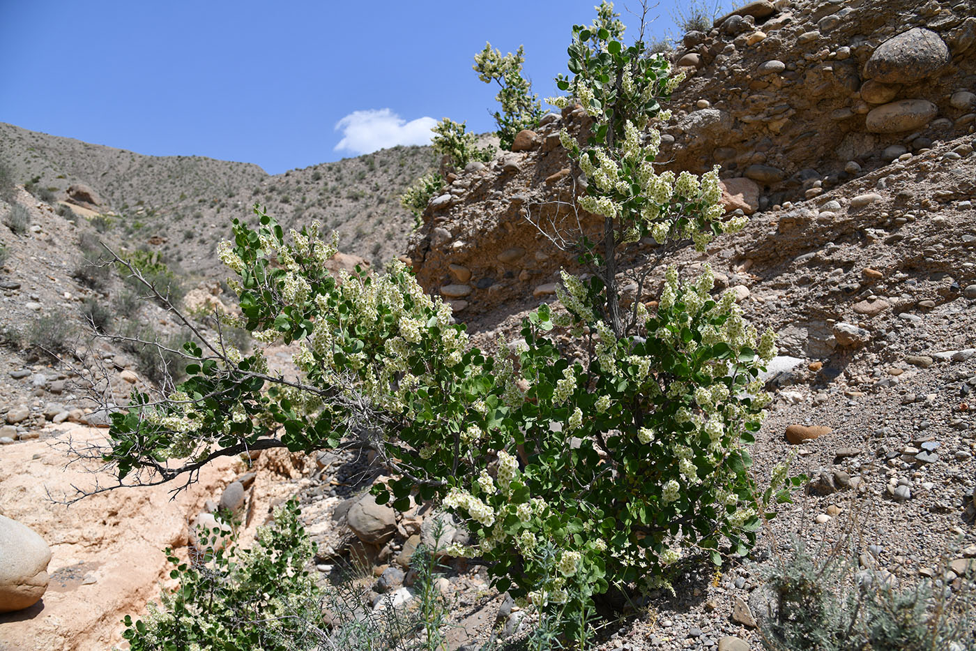 Изображение особи Atraphaxis pyrifolia.