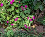 Impatiens walleriana. Цветущее растение. Чили, обл. Valparaiso, провинция Isla de Pascua, г. Hanga Roa, цветник. 17.03.2023.