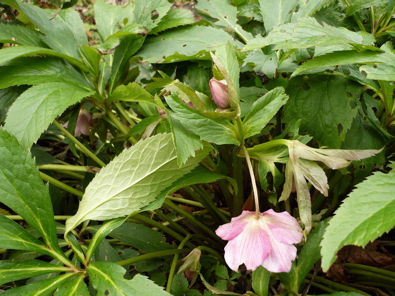 Изображение особи Helleborus abchasicus.