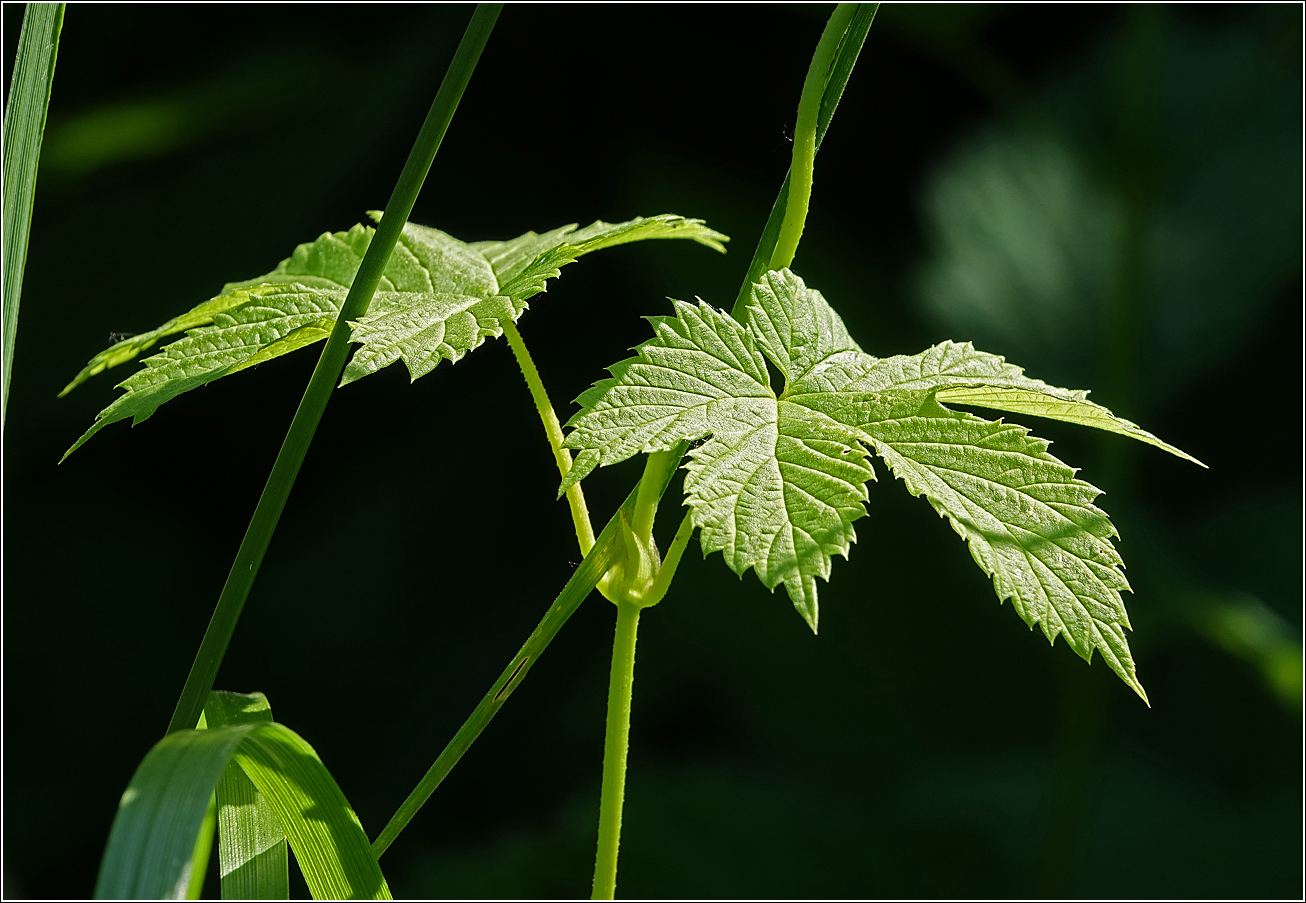 Изображение особи Humulus lupulus.