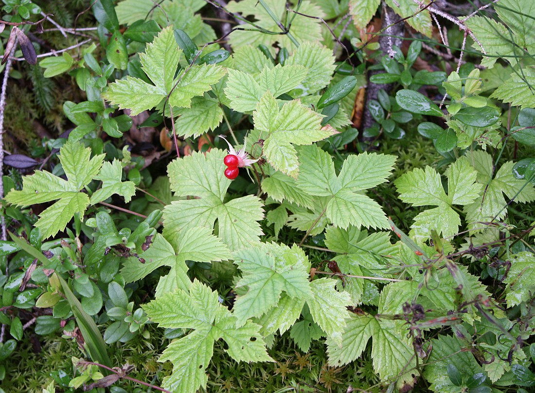 Image of Rubus humulifolius specimen.