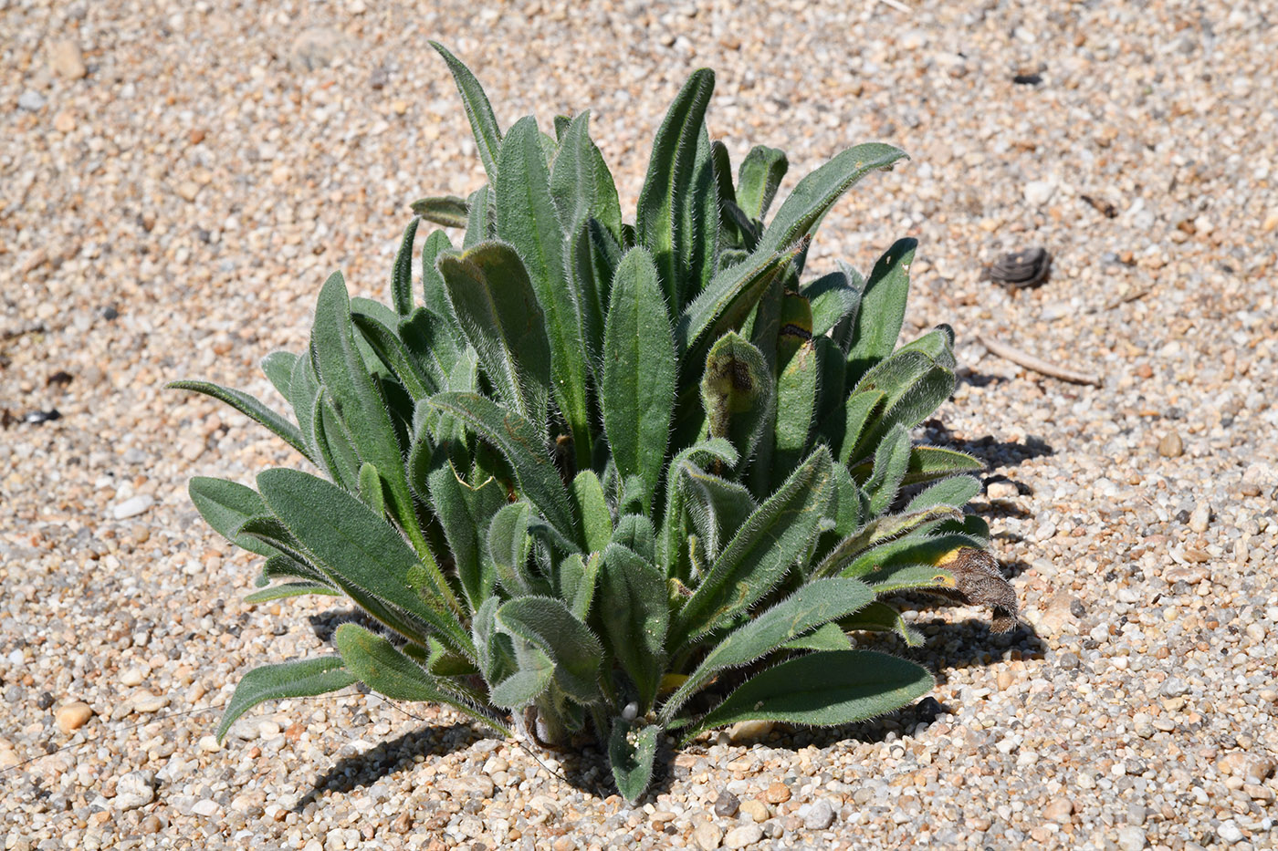 Image of Craniospermum subvillosum specimen.