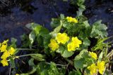 Caltha palustris