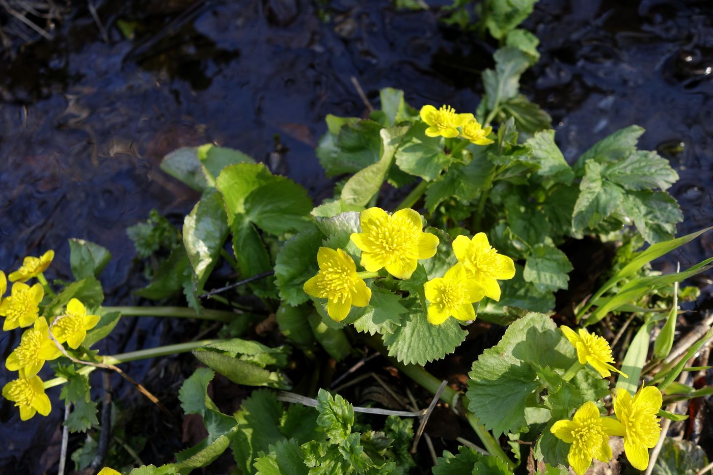 Image of Caltha palustris specimen.