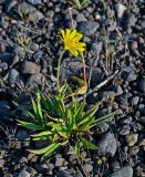 Arnica iljinii