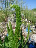 Plantago major. Аномальные соцветия. Томск, городская свалка. 12.08.2014.