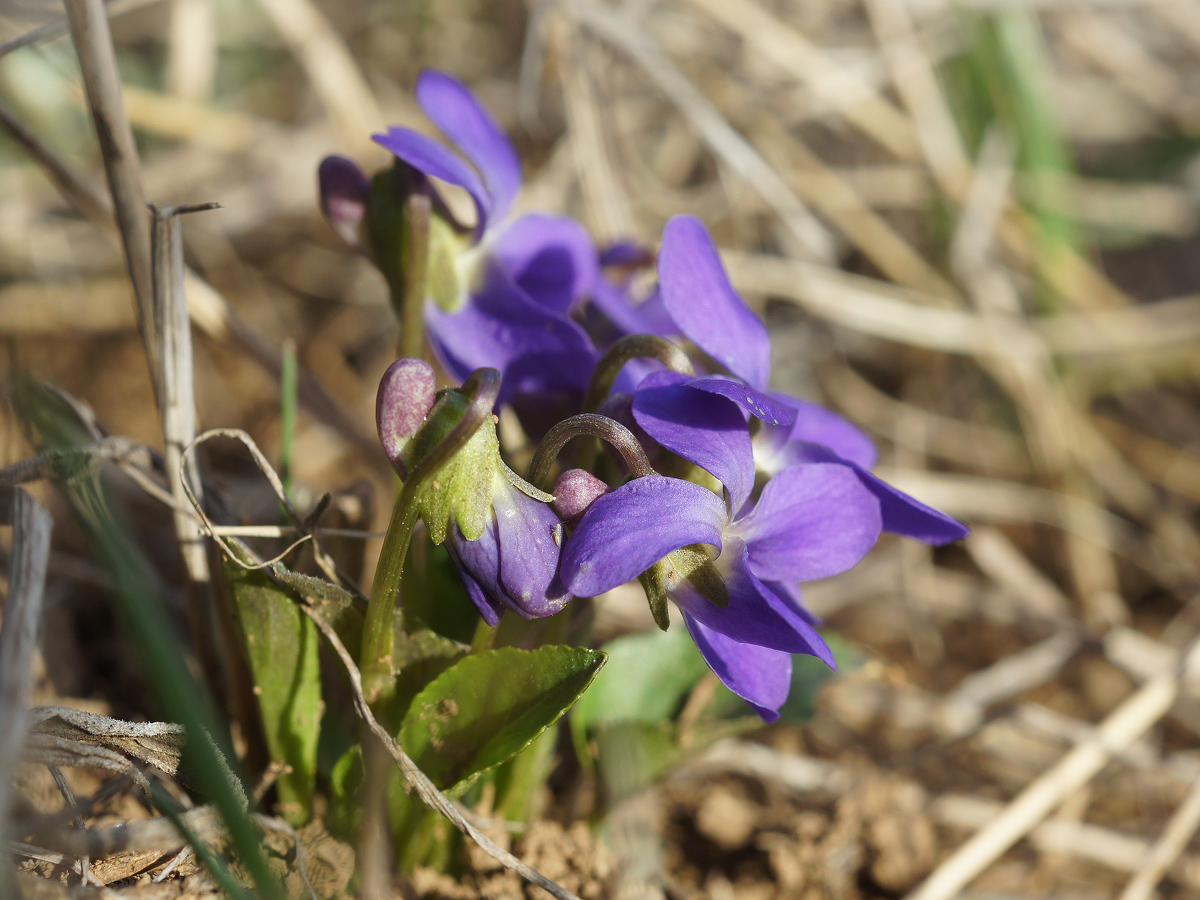 Изображение особи Viola ambigua.