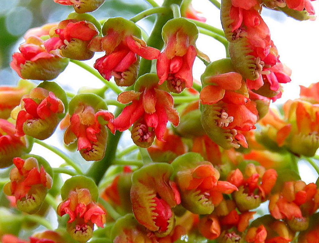 Изображение особи Caesalpinia spinosa.