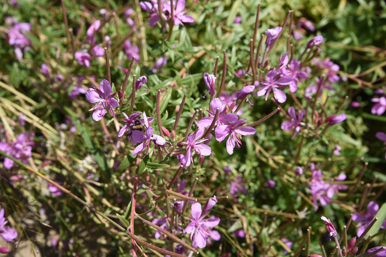 Image of Chamaenerion colchicum specimen.