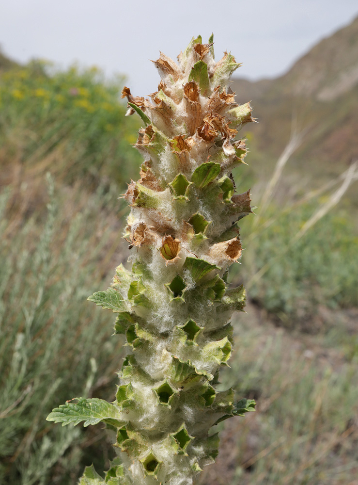 Image of Phlomoides speciosa specimen.