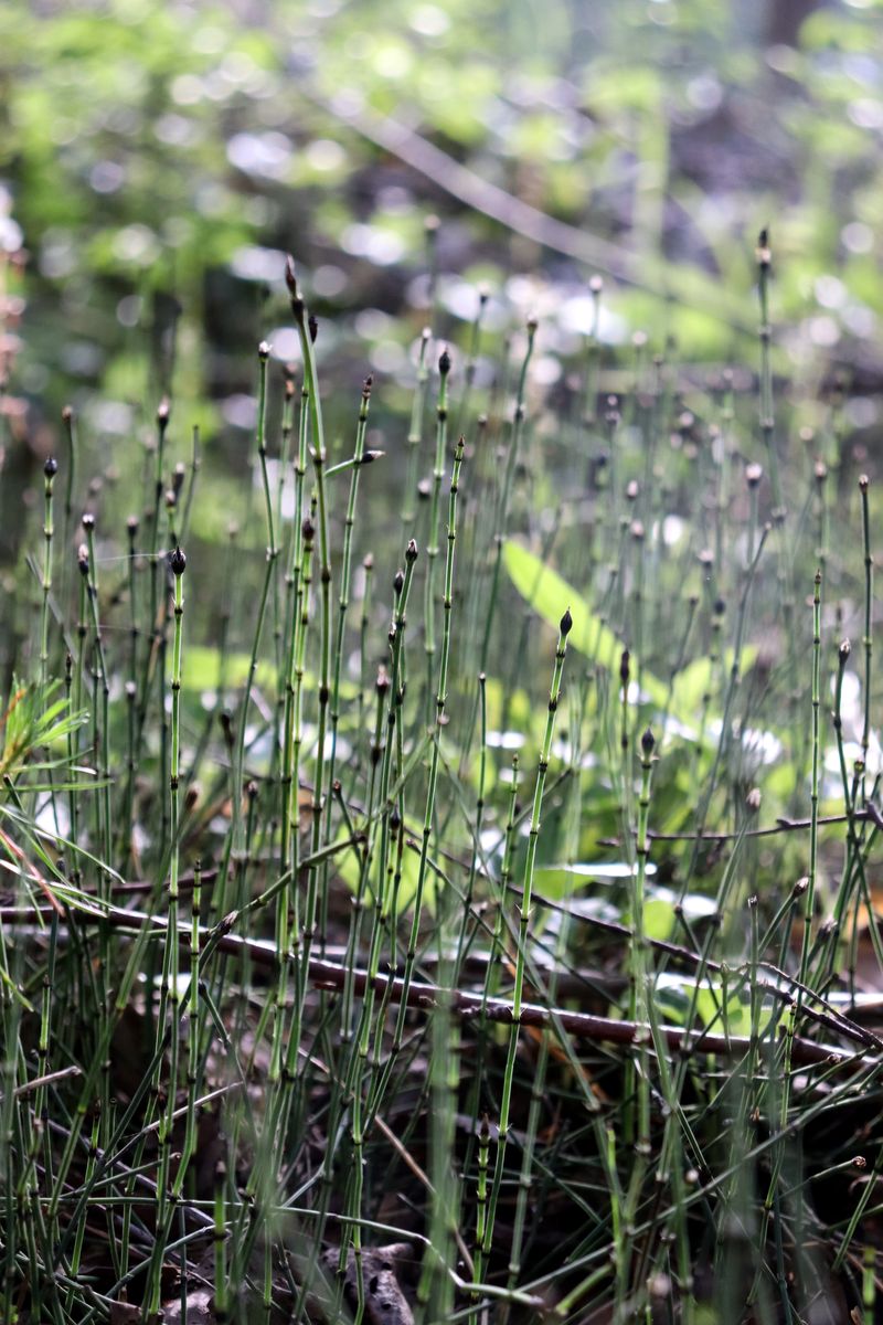 Изображение особи Equisetum variegatum.