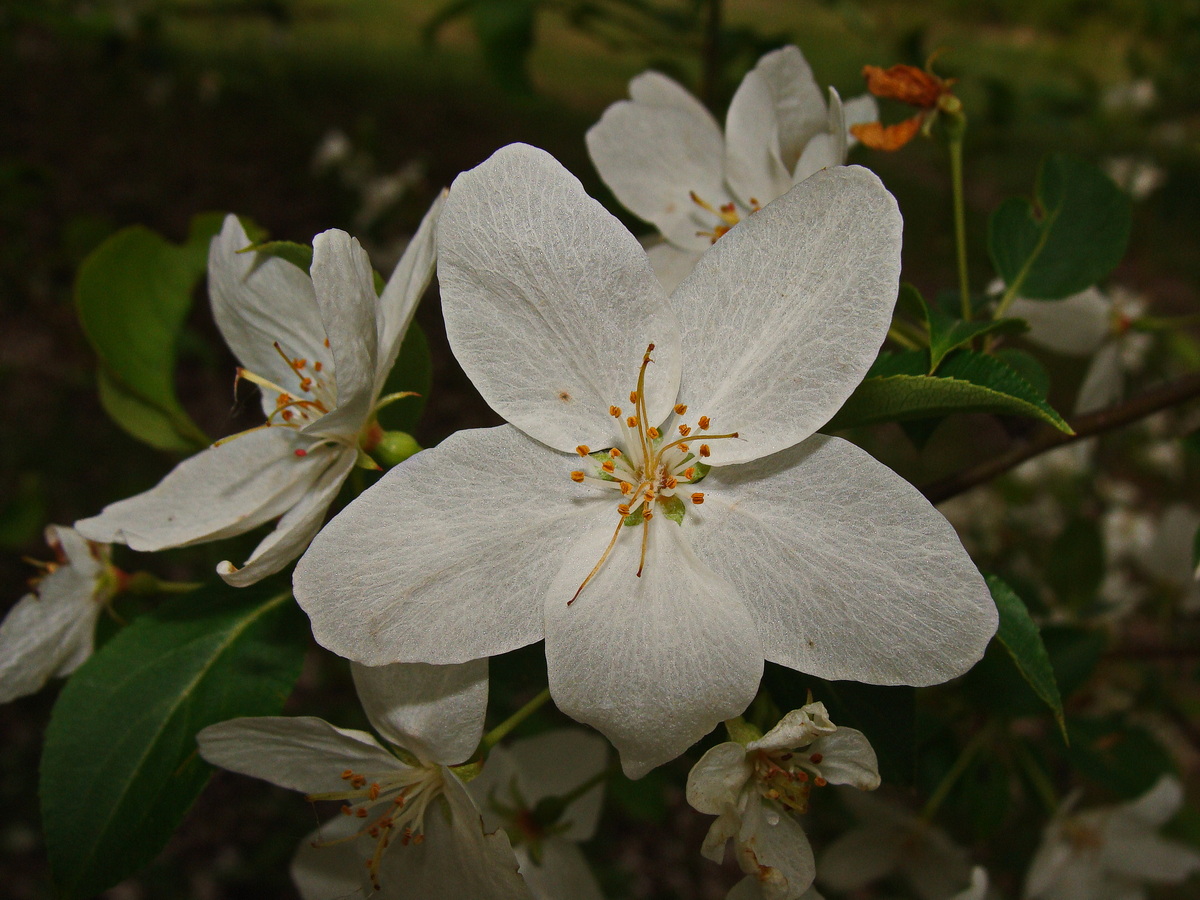 Image of Malus baccata specimen.