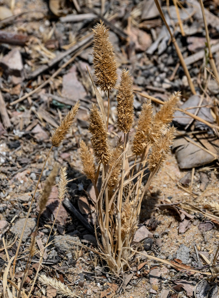 Изображение особи семейство Poaceae.