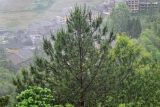 Pinus tabuliformis. Верхняя часть кроны взрослого дерева. Китай, провинция Гуанси, рисовые террасы Лунцзи, опушка смешанного леса. 30.05.2024.