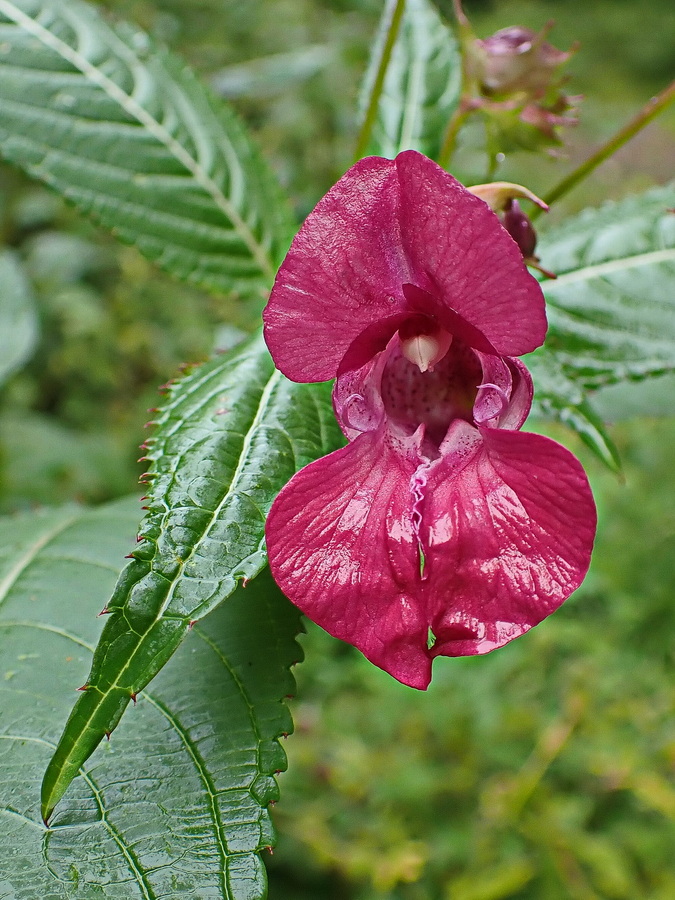 Image of Impatiens glandulifera specimen.