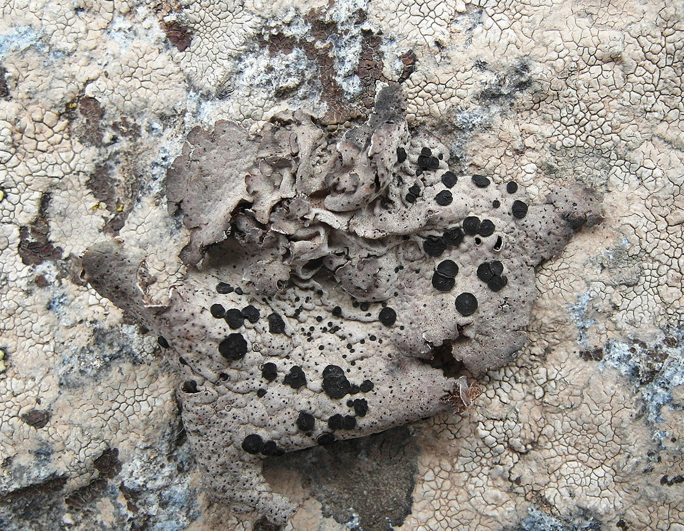 Image of Umbilicaria crustulosa specimen.