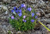 Campanula lasiocarpa. Цветущие растения. Курильские о-ва, о-в Итуруп, Белые скалы, каменистый склон. 23.08.2023.