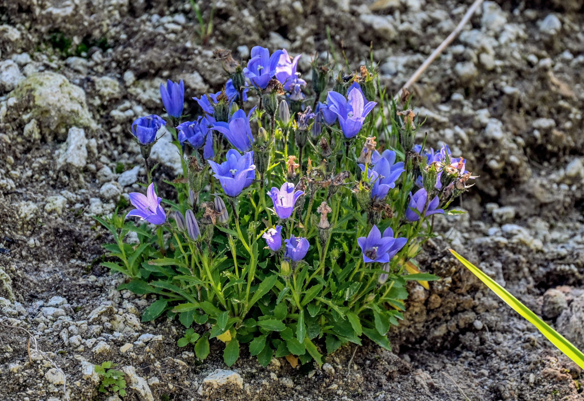 Image of Campanula lasiocarpa specimen.