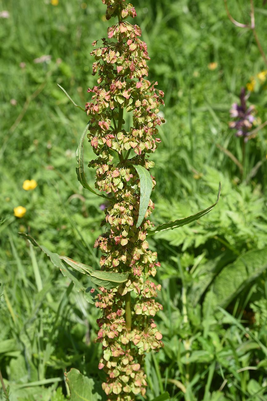 Image of genus Rumex specimen.