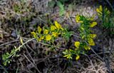 Chamaecytisus ruthenicus. Ветвь с соцветием. Брянская обл., г. Брянск, долина р. Десна, опушка сосняка. 02.05.2024.