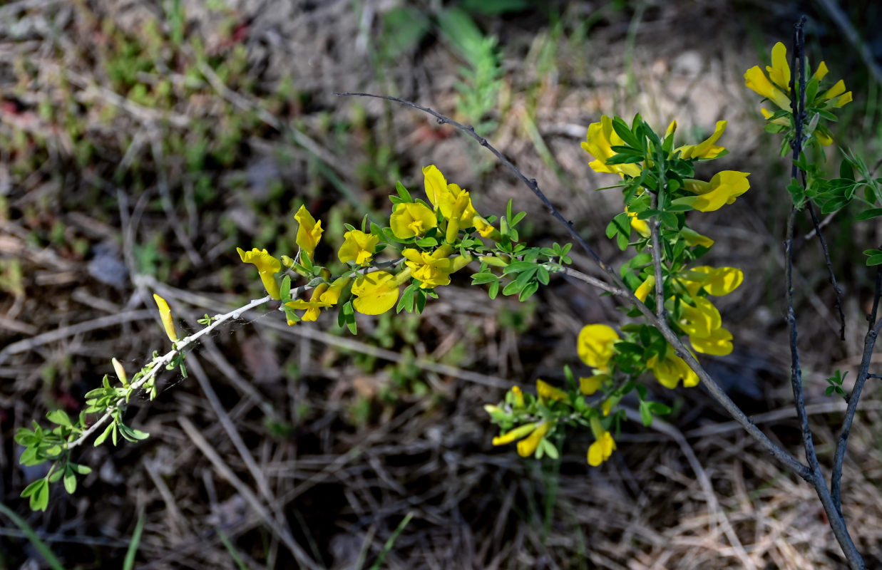 Изображение особи Chamaecytisus ruthenicus.