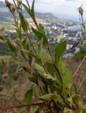 Melandrium latifolium. Части побегов с отцветшими цветками в сообществе с Poaceae. Крым, Южный Берег, ю-в склон горы Аю-Даг, возле туристической тропы. 25.05.2024.