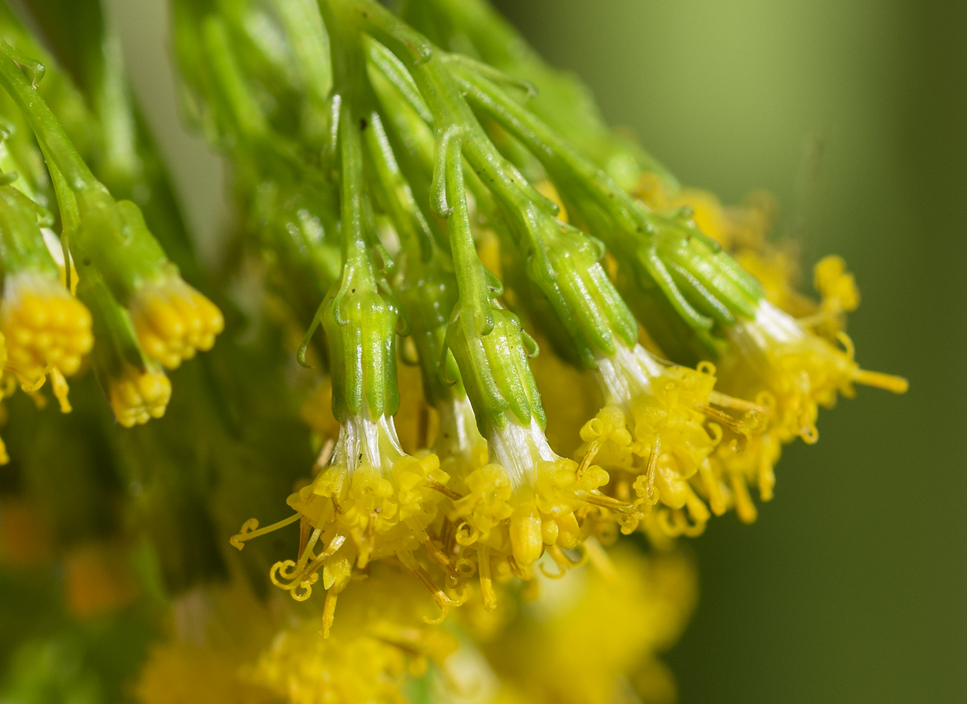 Image of Delairea odorata specimen.