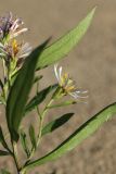 genus Symphyotrichum