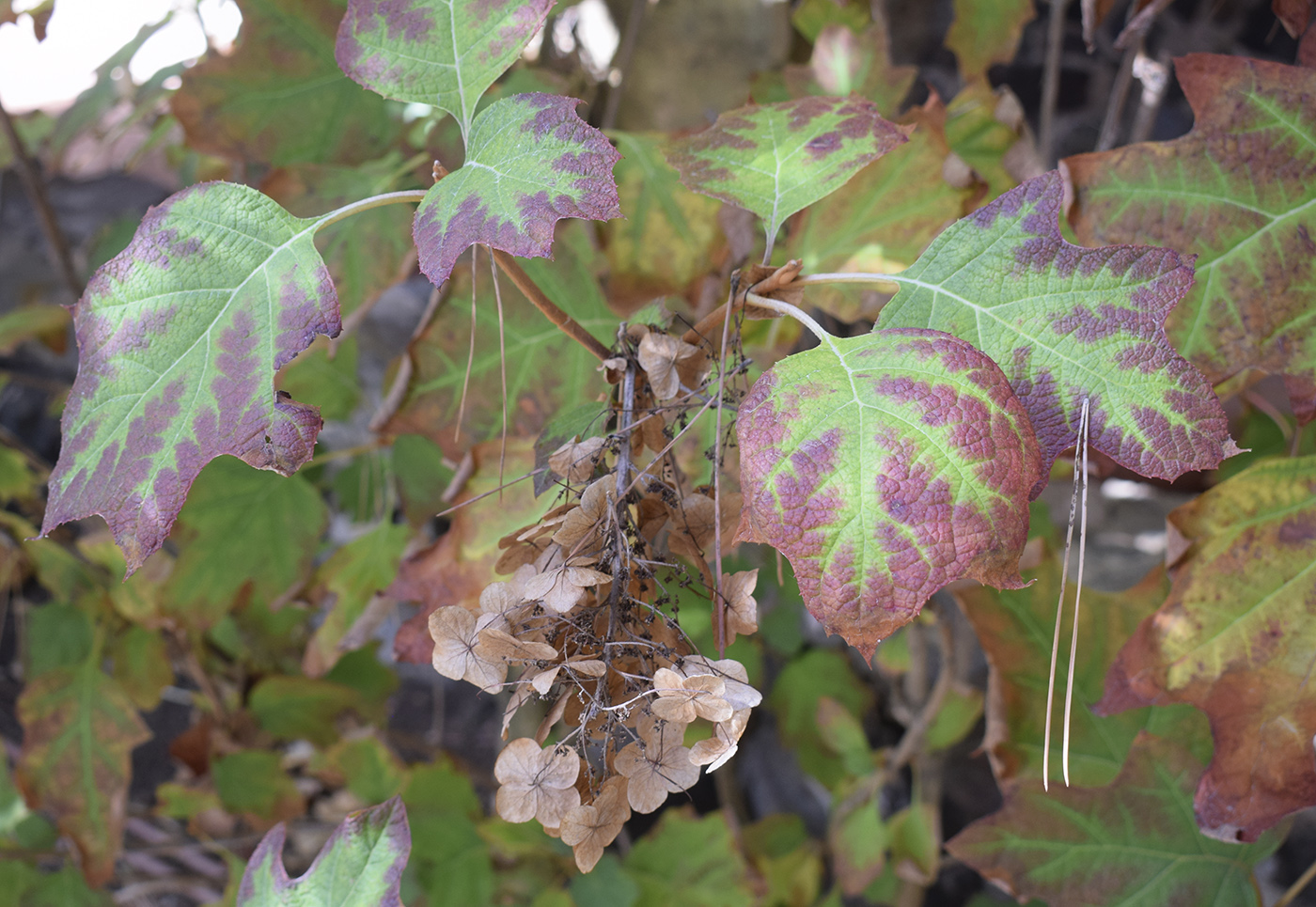 Image of Hydrangea quercifolia specimen.