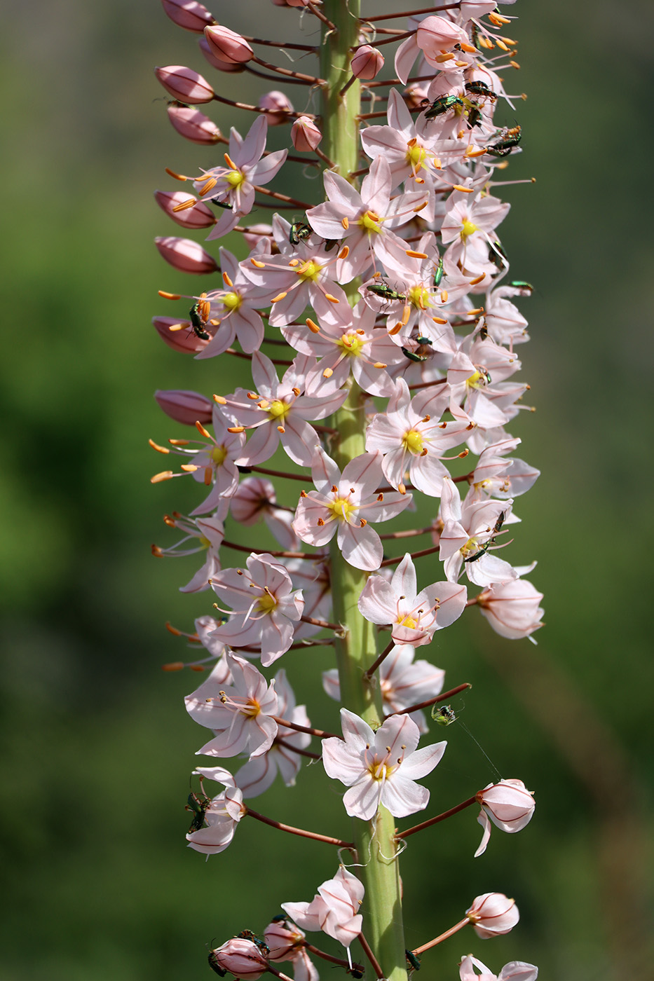 Изображение особи Eremurus robustus.