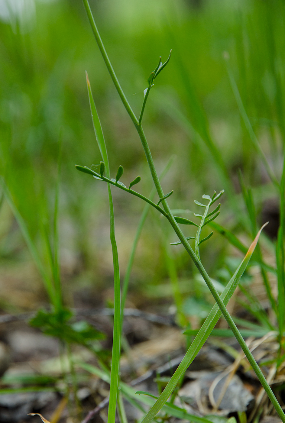 Изображение особи Cardamine pratensis.