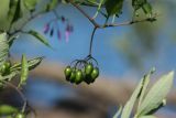 Solanum dulcamara. Соплодие с незрелыми плодами. Беларусь, Витебская обл., окр. пос. Езерище, берег оз. Езерище у дендрария, травяно-кустарниковые заросли рядом с площадкой для отдыха. 11.07.2024.