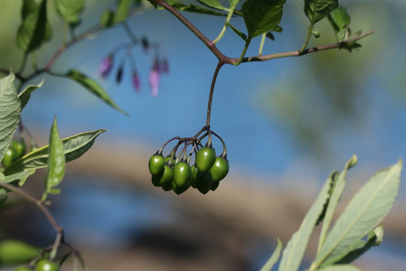 Image of Solanum dulcamara specimen.