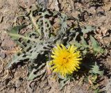 Taraxacum turcomanicum