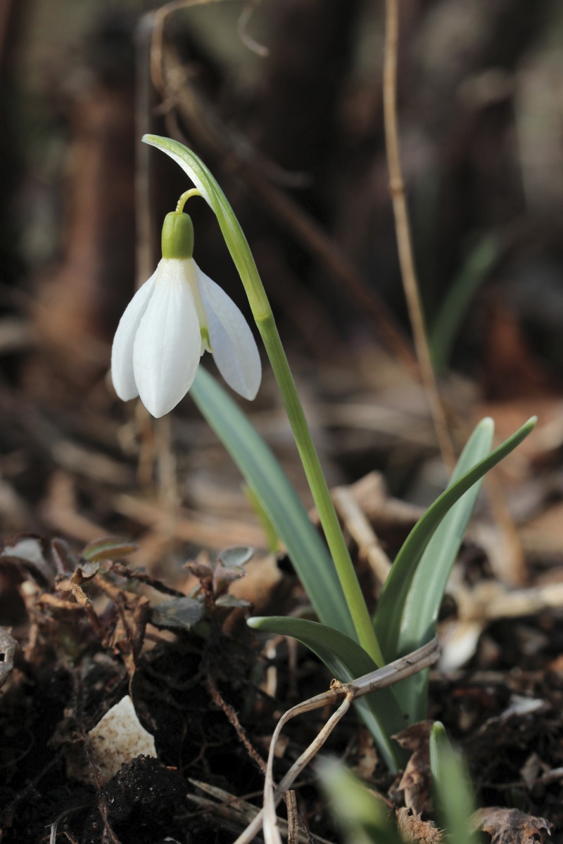 Image of Galanthus nivalis specimen.