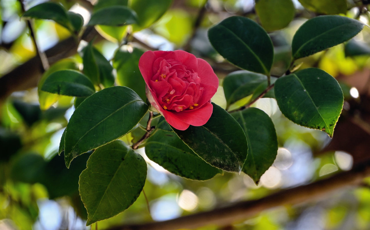 Image of Camellia japonica specimen.