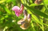 Lathyrus linifolius