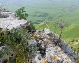 View full-size image Seseli petraeum