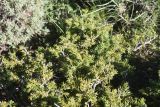 View full-size image Juniperus oblonga