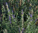 Смотреть изображение Hyssopus officinalis