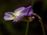 View full-size image Viola hymettia