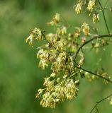View full-size image Thalictrum simplex