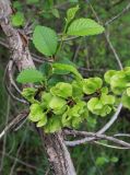 Ulmus pumila