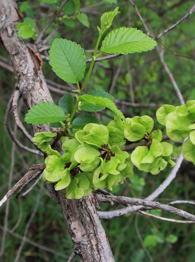 Изображение особи Ulmus pumila.