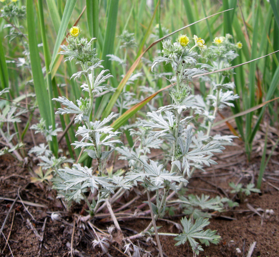 Изображение особи Potentilla impolita.